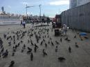 Birds in istanbul